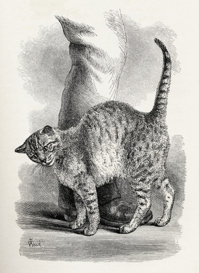 Cat in an Affectionate Frame of Mind, from Charles Darwin